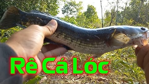 Sau 2 ngày Rê cá lóc | kết quả đụng phải hugo | Quang Hưng Vlog