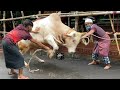 Hasha bull grounding time  kurbani moment  exclusive 2021  the home of goru lovers