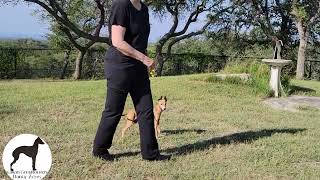 Italian Greyhound Puppy Leash Training - 60 days