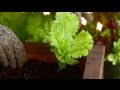 Start Vegetable Garden Everyday Health