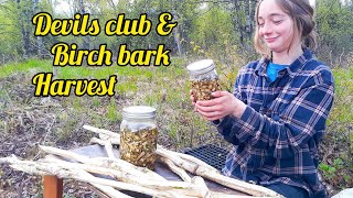 Harvesting Devils Club and Birch Bark ( How to make your own tinctures)