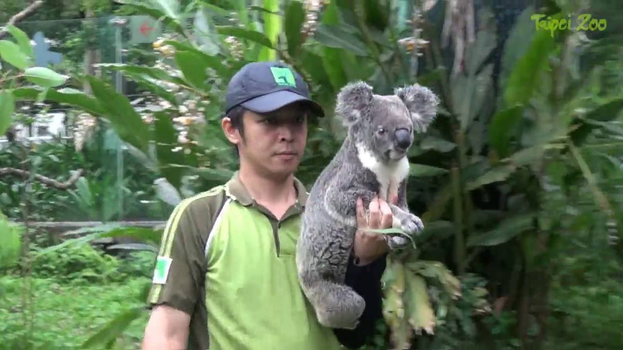 無尾熊也需要戴帽子？讓牠往下移動妙招啦