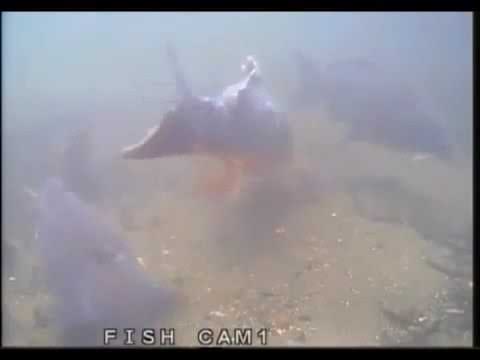 Ловля карпа . Подводная съёмка . Как карп реагирует на бойл .