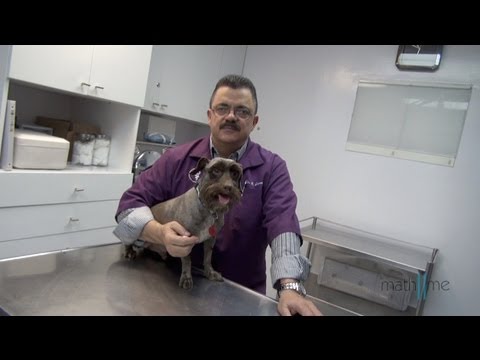 Video: Pregúntele a un veterinario: ¿Qué debe pesar mi perro?