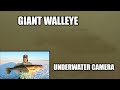 Giant Walleye on the Underwater Camera!! | Walleye Camp Day 3