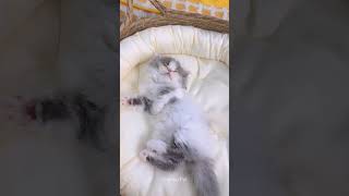 Cute Little Kitten Sleeping #shorts #kiten #catvideos