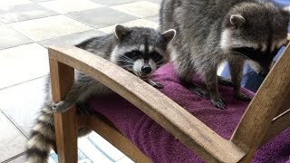 remembering betty our hula dancin girl raccoon