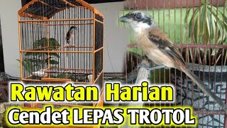 TIPS RAWATAN HARIAN CENDET LEPAS TROTOL || WAJIB HATI - HATI BANYAK BULU MUDA BARU TUMBUH