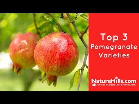 Video: Granatæbletræsorter: Almindelige typer af granatæblefrugttræer