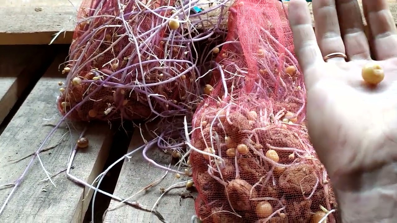 Один із способів бютжетного відновлення та розмноження сорту картоплі