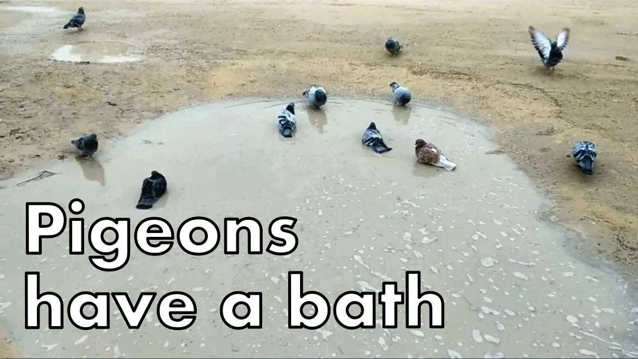 Pigeons have a bath YouTube