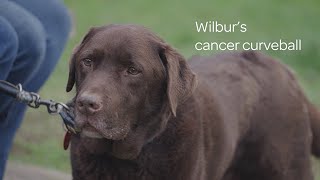 Wilbur's Cancer Curveball​ by Southern Cross 13 views 2 months ago 3 minutes, 7 seconds