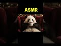 Relaxing Panda ASMR Challenge | Panda Visits Starbucks for Cozy Coffee Vibes