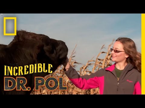 Dena the Cow -  Client Tales | The Incredible Dr. Pol
