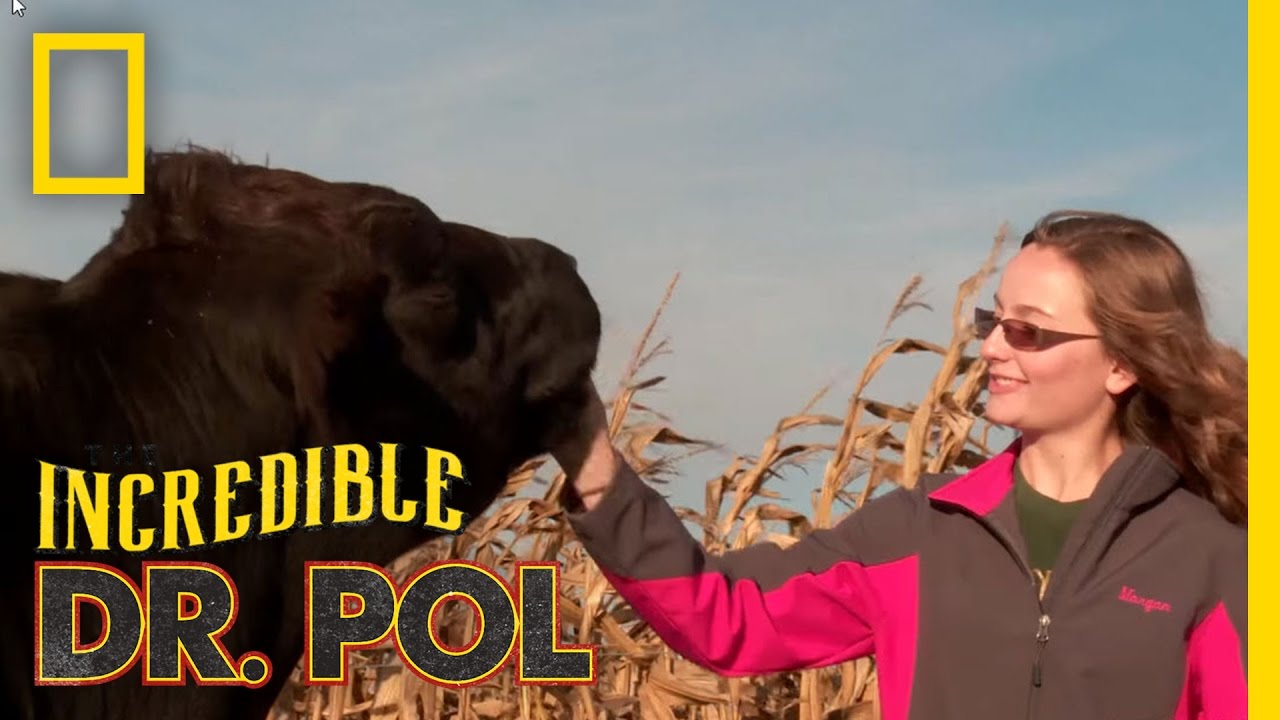 Dena the Cow - Client Tales | The Incredible Dr. Pol