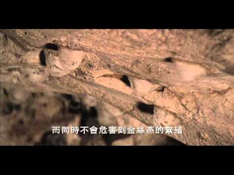 白蘭氏燕窩 採集方式