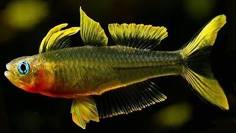 Cá cầu vồng nắng vàng - vẻ đẹp thướt tha vạn người mê