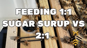BEEKEEPING: Feeding 1:1 Sugar Syrup vs. 2:1