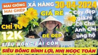 CHỊ HỒNG Giao Lưu Mai Giống Mai Ghép Giá Rẻ, Siêu Bông Bình Lợi, Nhị Ngọc Toàn... • THÀNH TRỌNG LÊ