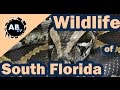 Wildlife of South Florida : Primitive Tim : AnimalBytesTV