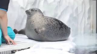 10 Hours Of Sea Doggo