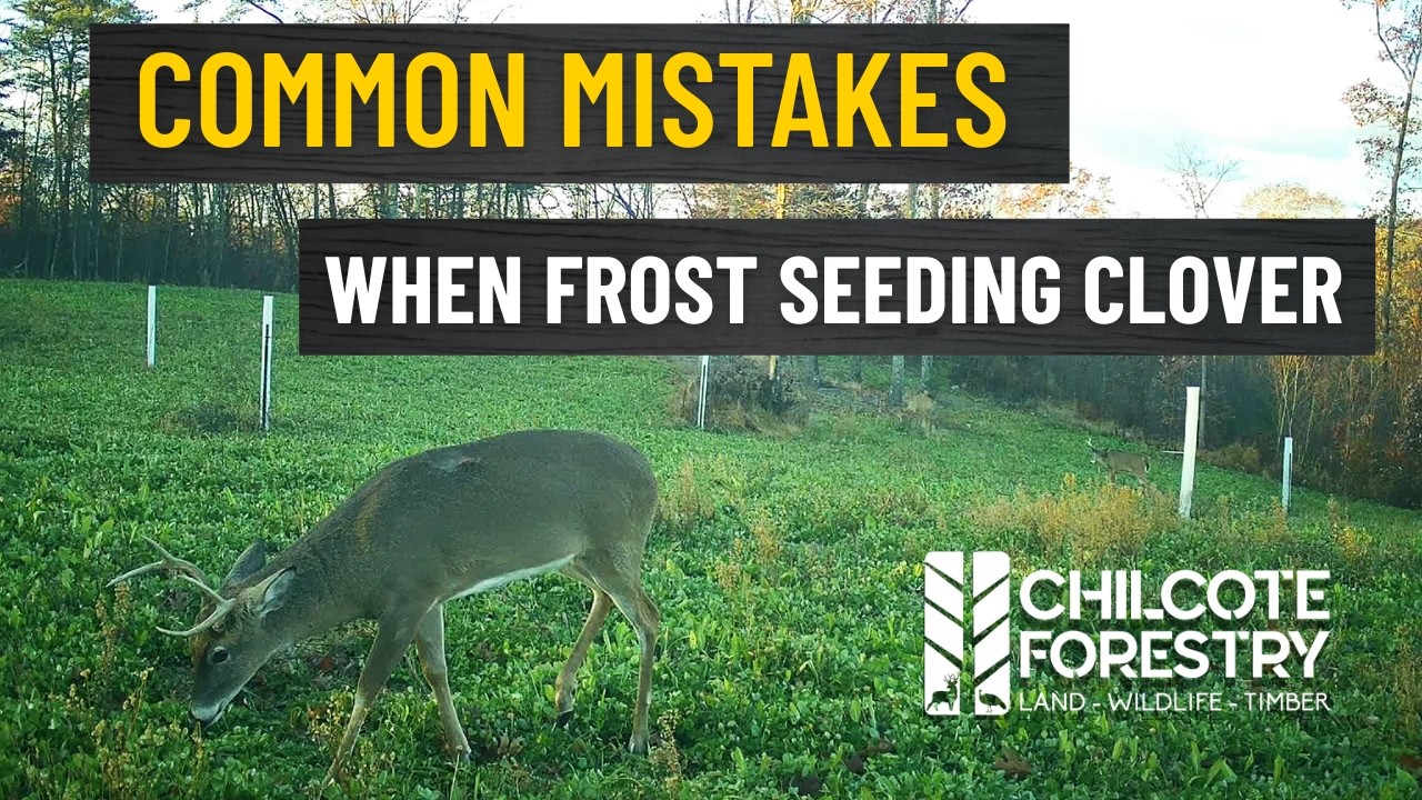 Steve Chilcote's Frost Seeding Strategy for Premium Clover Plots