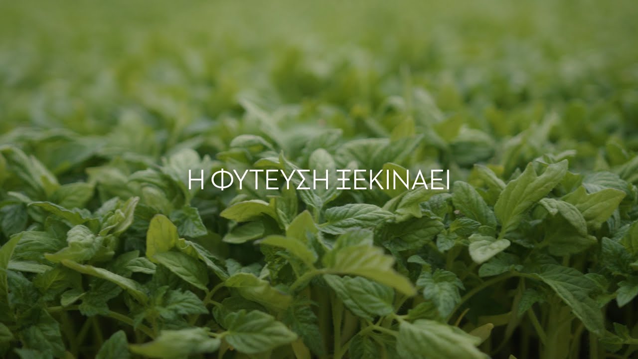 Η φύτευση της Τομάτας Γκρέκα: Ένας νέος κύκλος ξεκινάει!