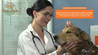 Conveniences A Dog Daycare Can Provide Your Dog