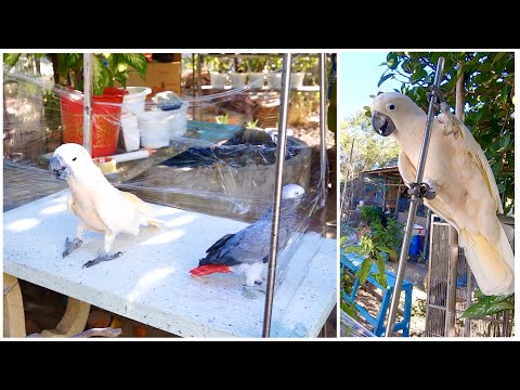 Video Cái chuồng vô hình và màn múa cột vui nhộn của Vẹt... - youtube
