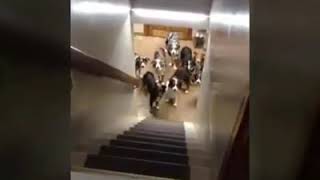 الفيديو الذي أضحك كل الشعب الجزائري