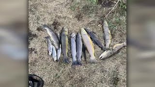 Hundreds of fish dead after Weber River water shutoff