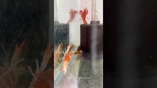 New Fish stock update 30.12.2025 🥳😱Jeeva aquarium devakottai