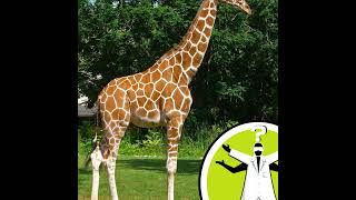 How do giraffes vomit