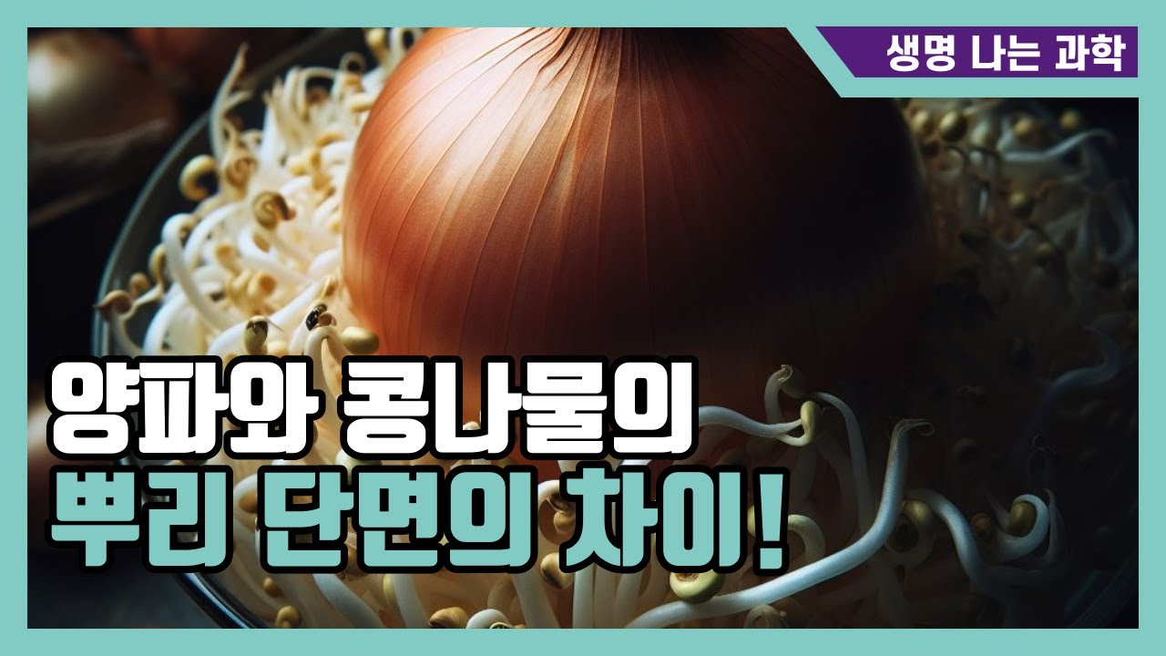 외떡잎식물 뿌리와 쌍떡잎식물 뿌리의 차이점