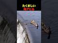 たくましい母アヒル