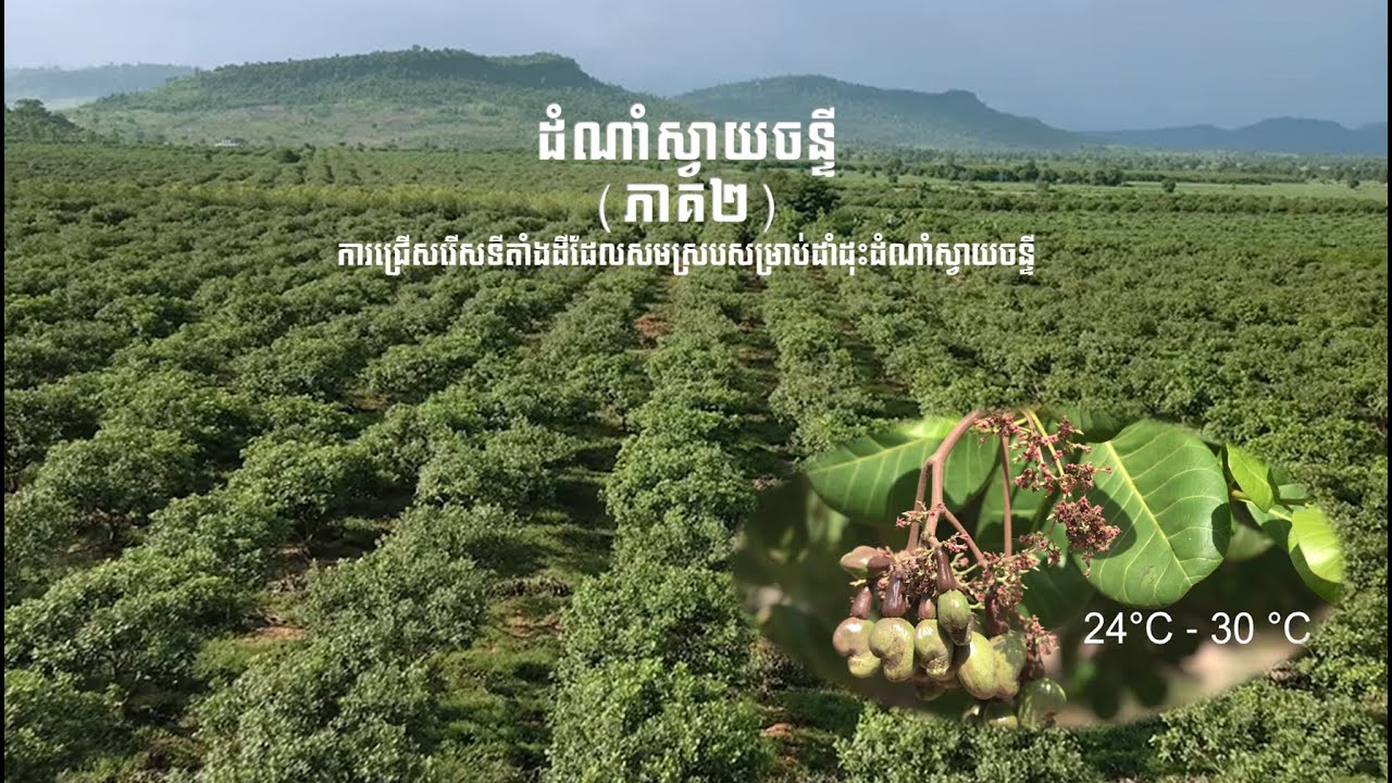 ២_វីដេអូឯកសារ​ ការជ្រើសរើសទីតាំងដីដែលសមស្របសម្រាប់ដាំដុះដំណាំស្វាយចន្ទី (ប្រភព៖អគ្គនាយកដ្ឋានកសិកម្ម)