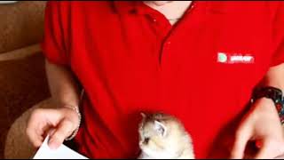 Котенок читает книгу!!! СМОТРЕТЬ ВСЕМ!!! Котенок читает книгу!!! СМОТРЕТЬ ВСЕМ!!!