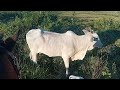 Vaca finalmente pariu