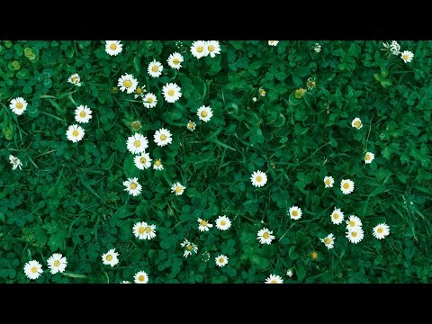 Why Perennial Groundcover