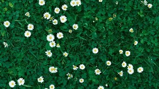 Why Perennial Groundcover is Better Compost in the Garden | Dr. Elaine Ingham