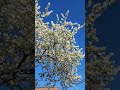 #shortsfeed #flowers #trending #jennie #spring #twitch #karaoke #tarot #love #ytshorts #song #bts