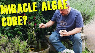 Miracle Algae cure for ponds and aquariums?