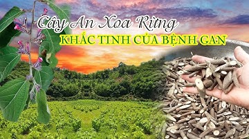 CÂY AN XOA RỪNG KHẮC TINH CỦA BỆNH GAN