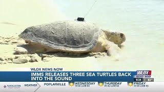 Three rescued sea turtles released into Mississippi Sound