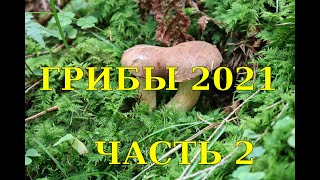 Грибы 2021.  Часть 2. Огород Баварский