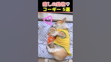 【癒しのコーギー】SNSでバズった動物かわいい犬動画５選！【Healing Corgis】 5 Adorable Dog Videos That Went Viral on Social Media!