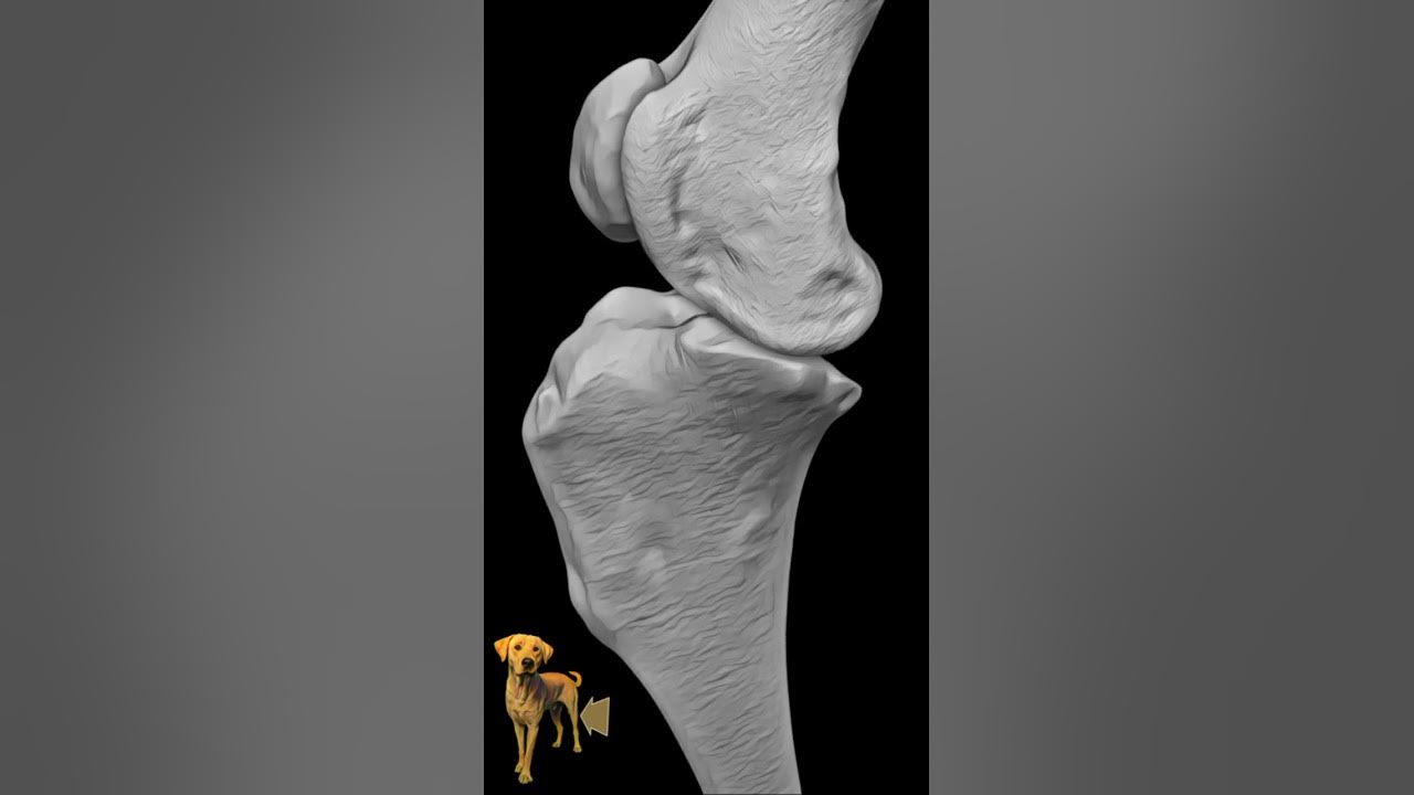 can-a-dog-recover-from-a-partial-acl-tear-without-surgery-youtube