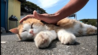 フワフワな野良猫をナデると懐いて甘えてカワイイ