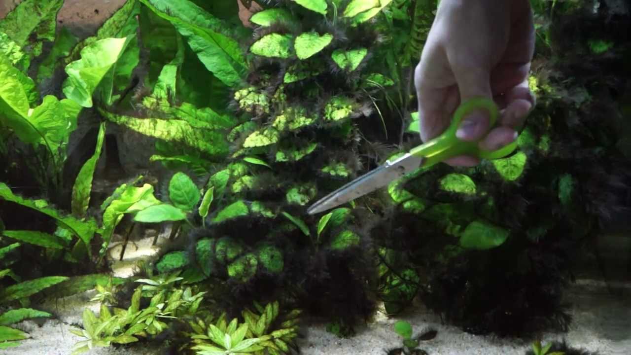 アヌビアスナナ等の水草を整える Corydoras Sterbai Panda 熱帯魚 Youtube