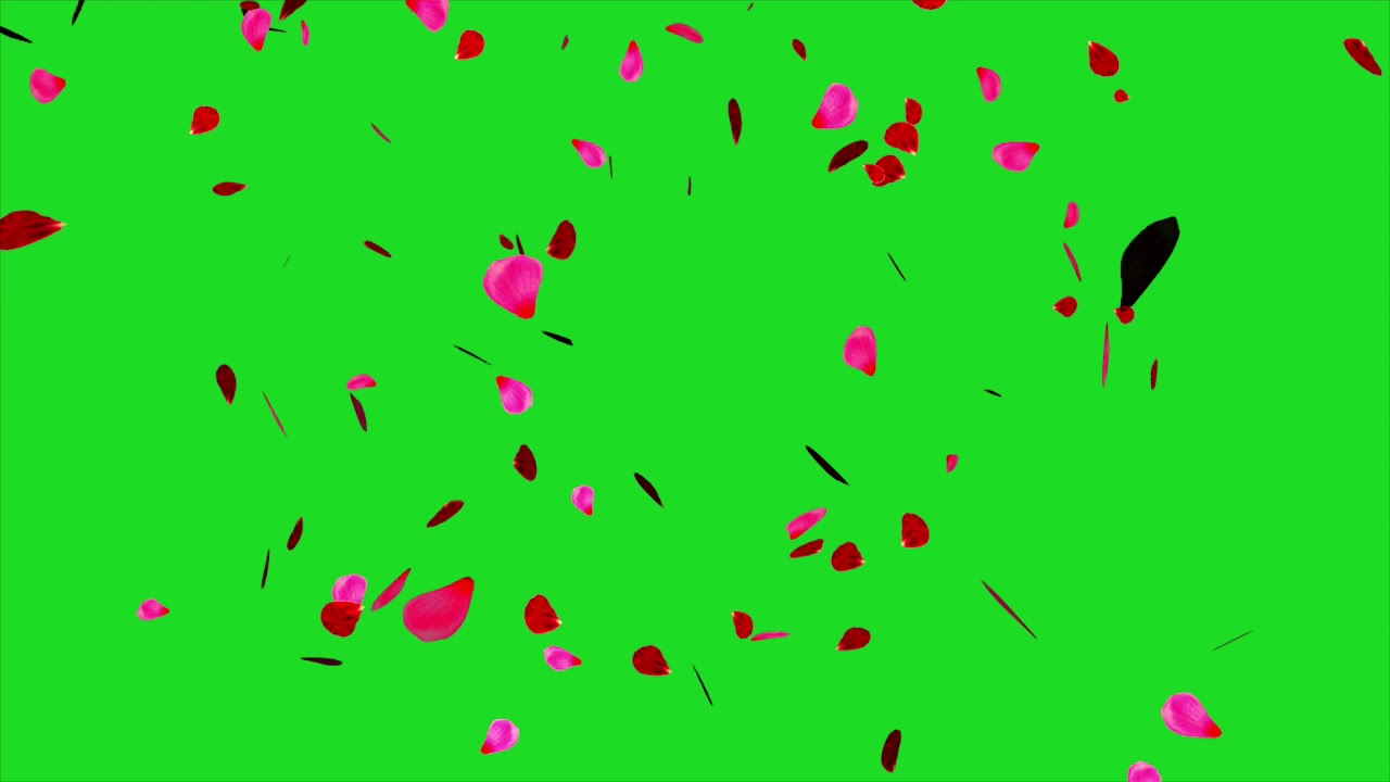 2K Falling Rose Petals Green Screen Loop Background - free falling rose ...